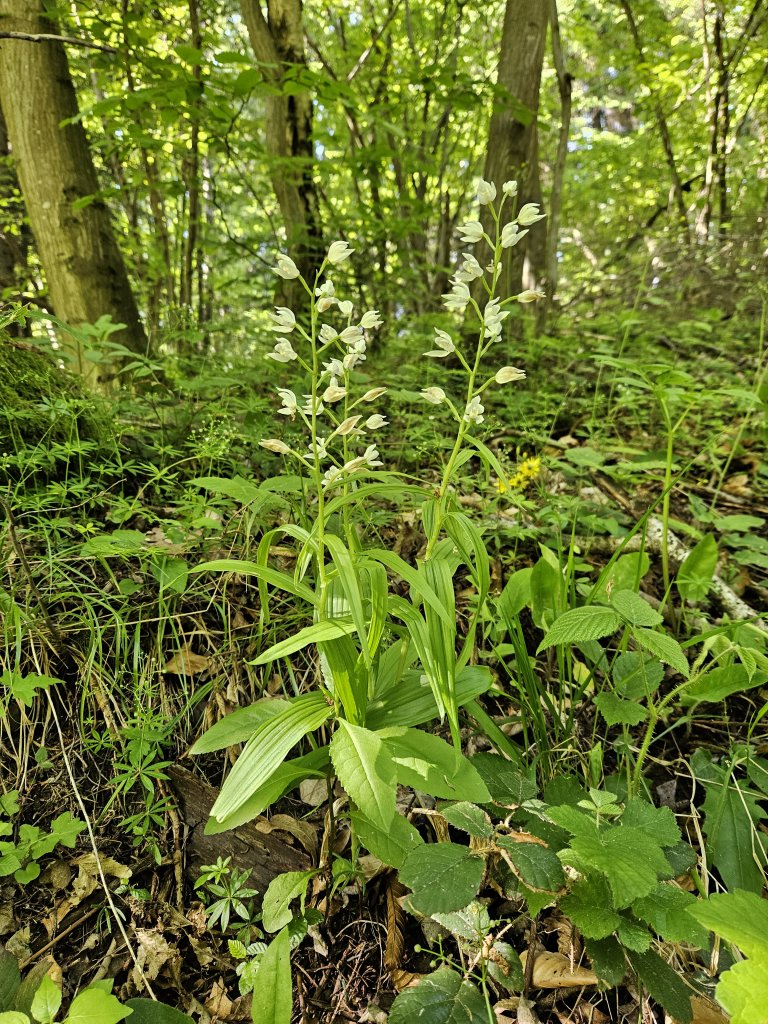 b okrotice dlouholista